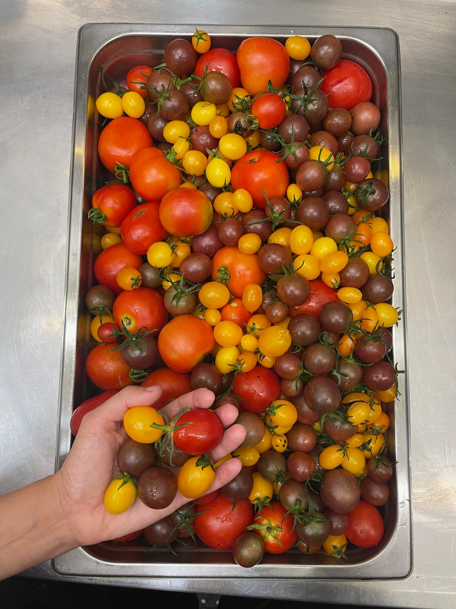 Federal Diner Wanaka Fed Alley Garden Project Home Grown Tomatoes